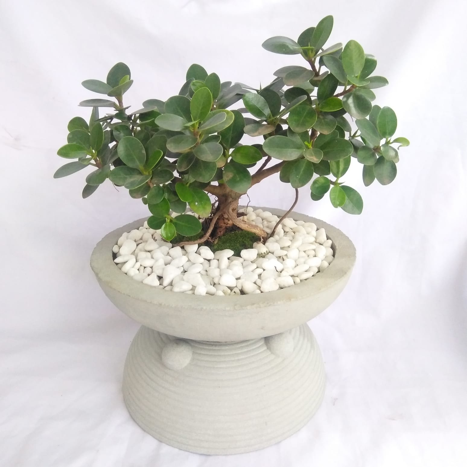 Nuga Bonsai 6yrs old Plant